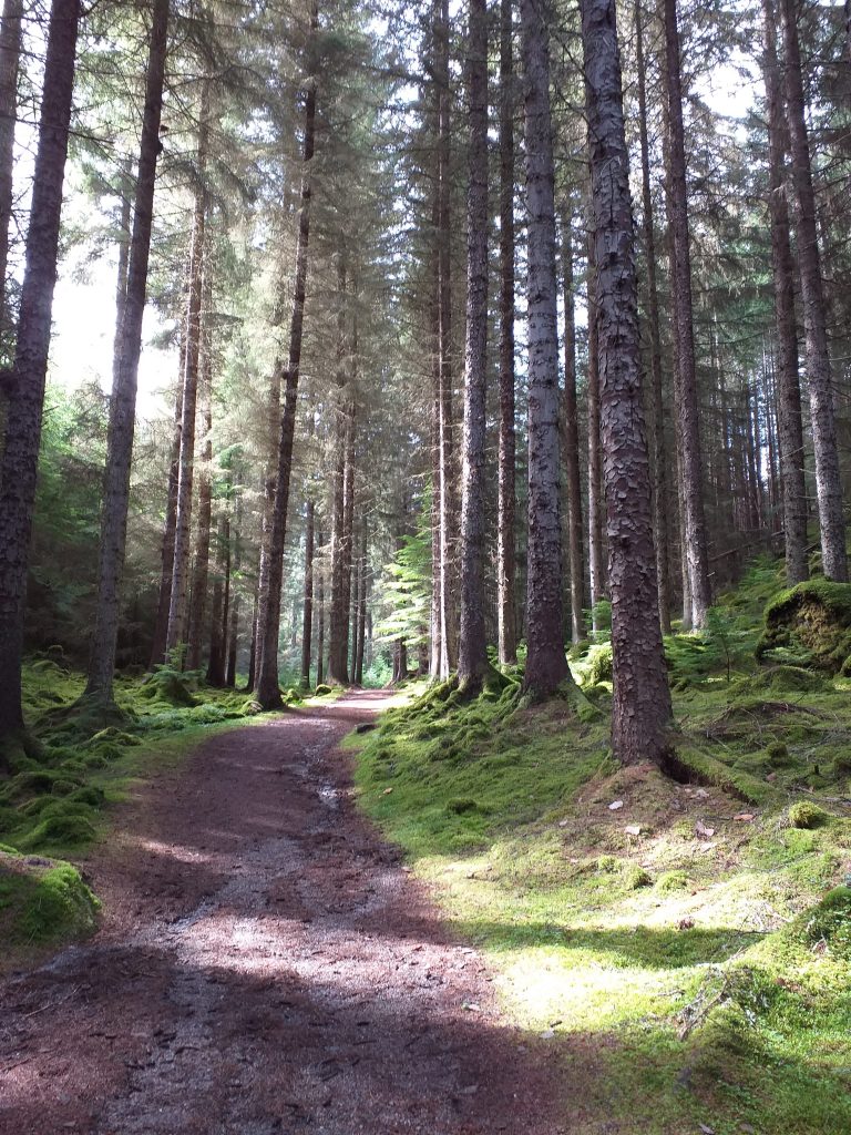 Majestic old trees near Inverfarigaig Trees along the South Loch Ness Trail in the Scottish Highlands