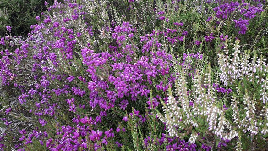 Scottish Heather along the trail (Image by Gordon Watson) Purple and white Scottish heather in the Highlands of Scotland