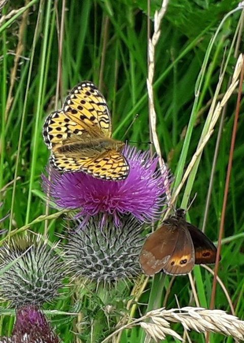 Loch Ness 360° (Image by Gordon Watson) Butterflies on a Scottish thistle near the Great Glen way in the Highlands