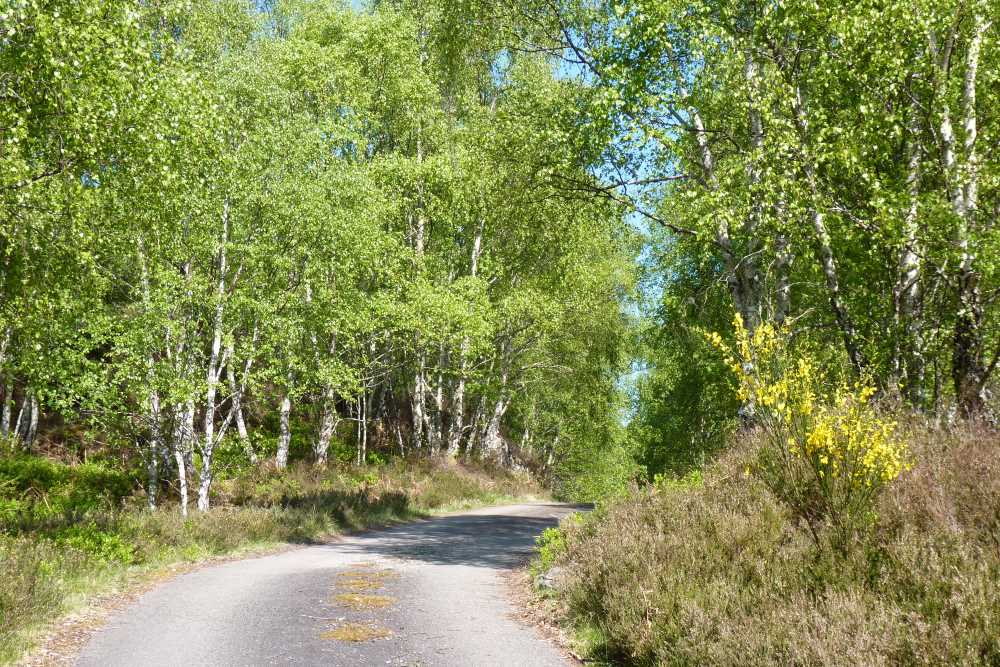Peaceful South Loch Ness - "The Corkscrew" Peaceful roads on the South Loch Ness Trail in summer