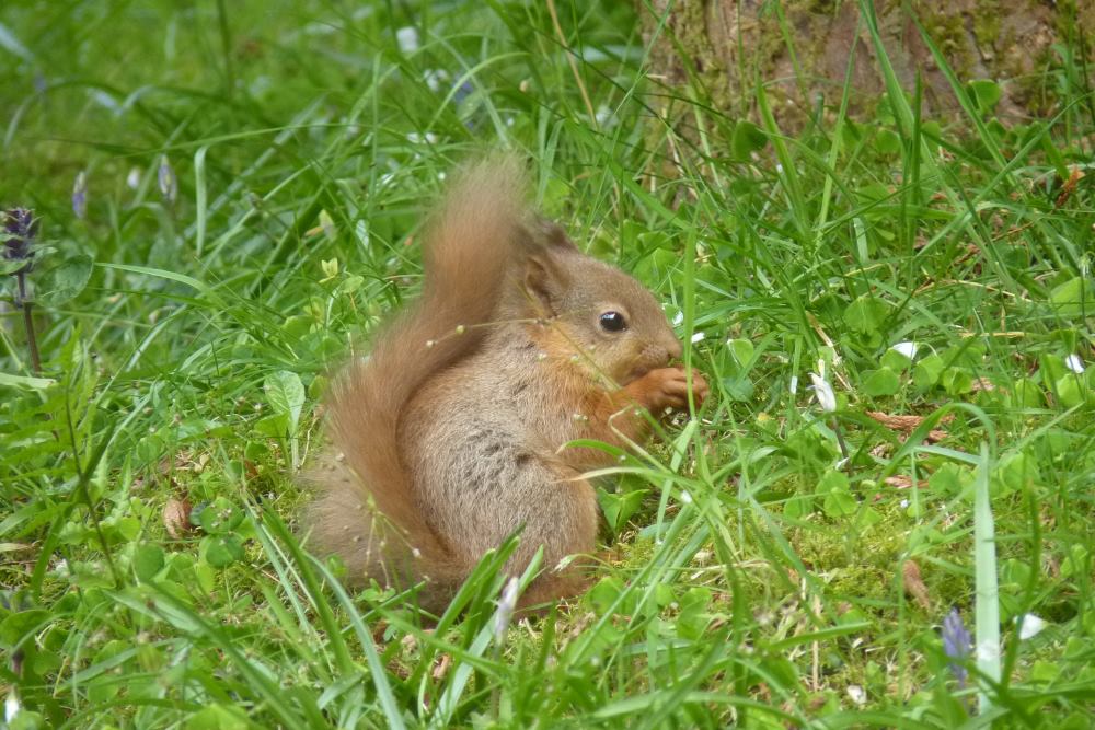 Red Squirrel on South Loch Ness