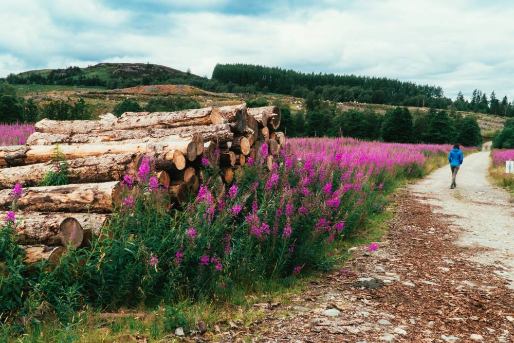 Trail near Whitebridge Walker on the South Loch Ness Trail near Whitebridge in summer with pink flowers