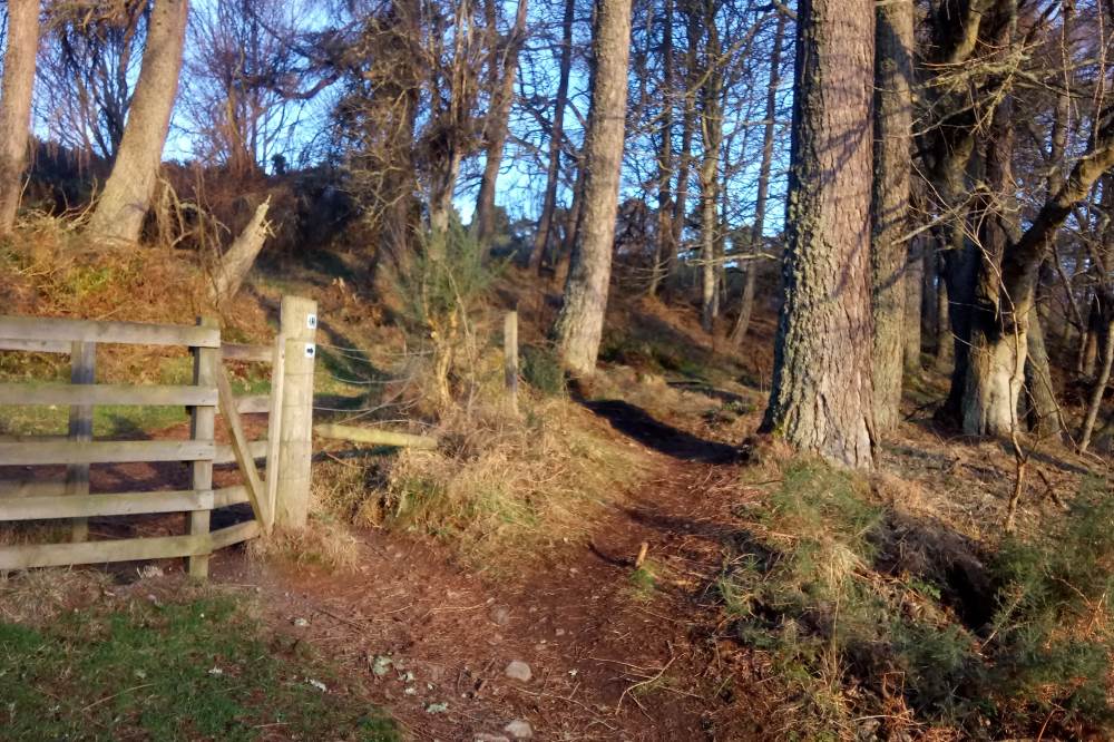 Walking trail through the woods near Inverness, Great Glen Way