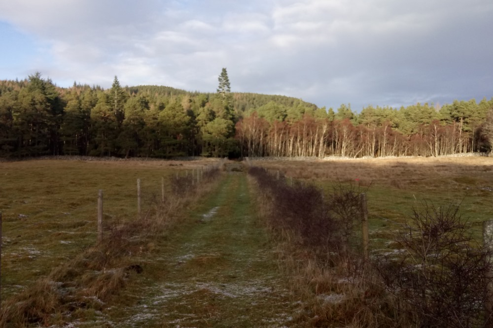 South Loch Ness Trail near Foyers