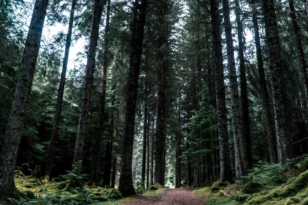 Trail through tall trees at Inverfarigaig, South Loch Ness Trail