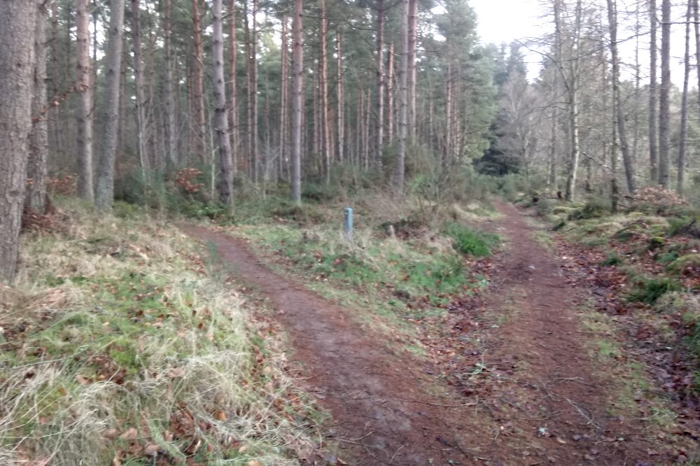 Walking trail through Torbreck Woods, South Loch Ness Trail