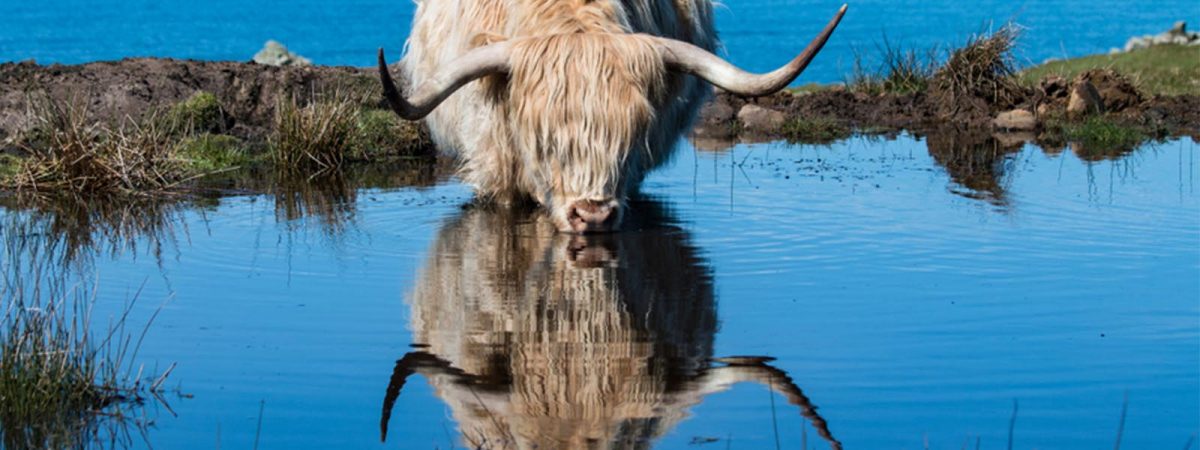 5 Simple Tips to Stay Safe Outside Around Scottish Animals