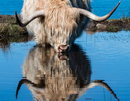 A highland cow and reflection whilst drinking from a loch