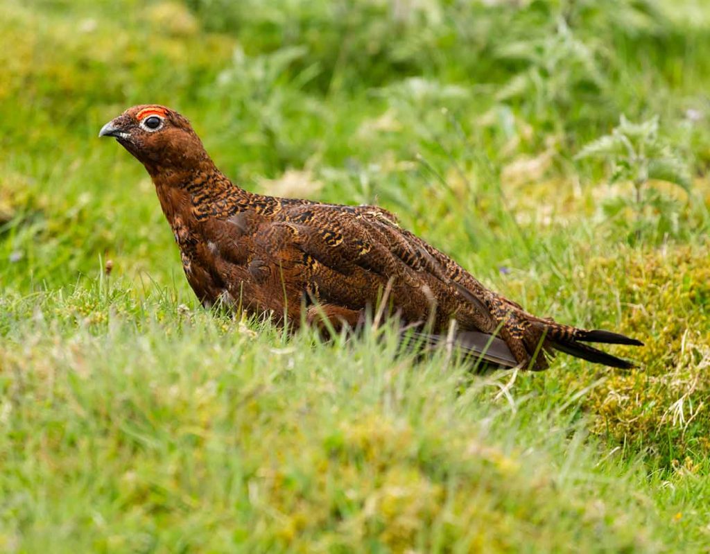 A grouse