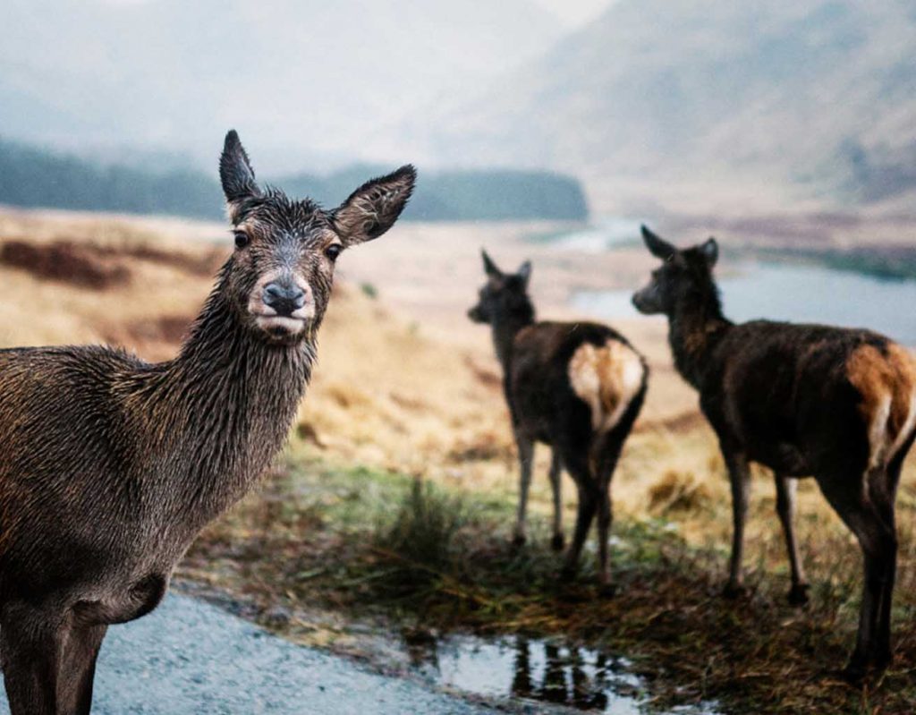 A deer looks into the camera in the rain.