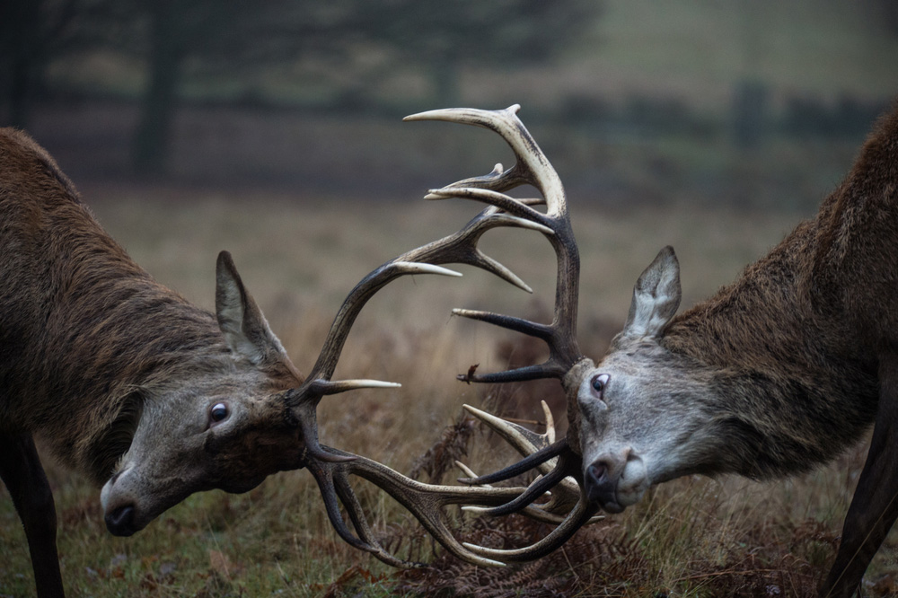 Two stags rutting with one another