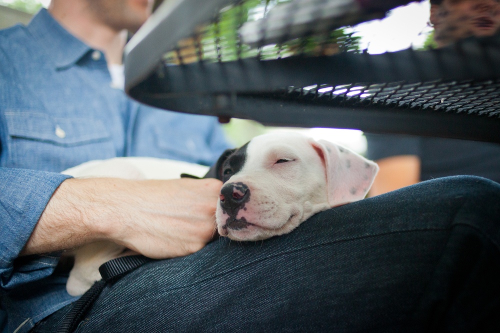 Man with dog in lap at a cafe
