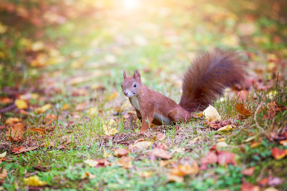 A red squirrel