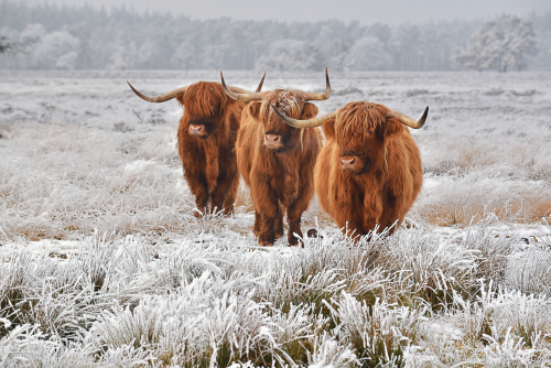 Highland Cows in the winter in a frosty field