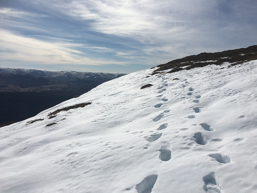 The Loch Ness 360 trail covered in snow with footprints in the snow