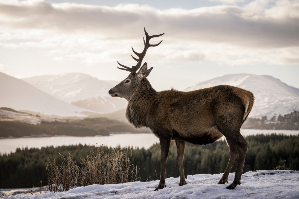 A stag in winter with snowy mountains and a loch in the background
