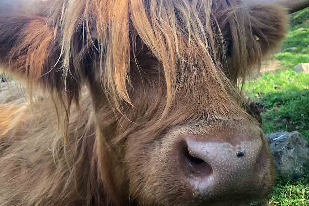 Highland Coo at Camerons Tea Room