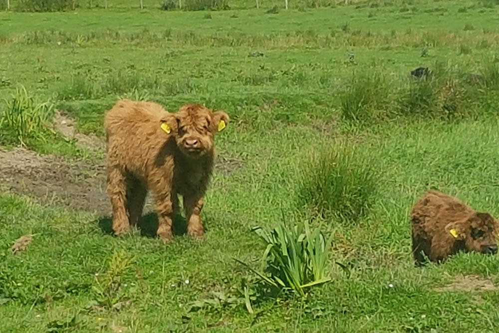 A baby Highland Cow at at Camerons Tea Room