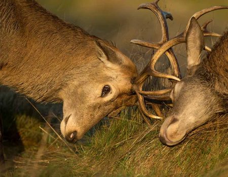 rutting deer