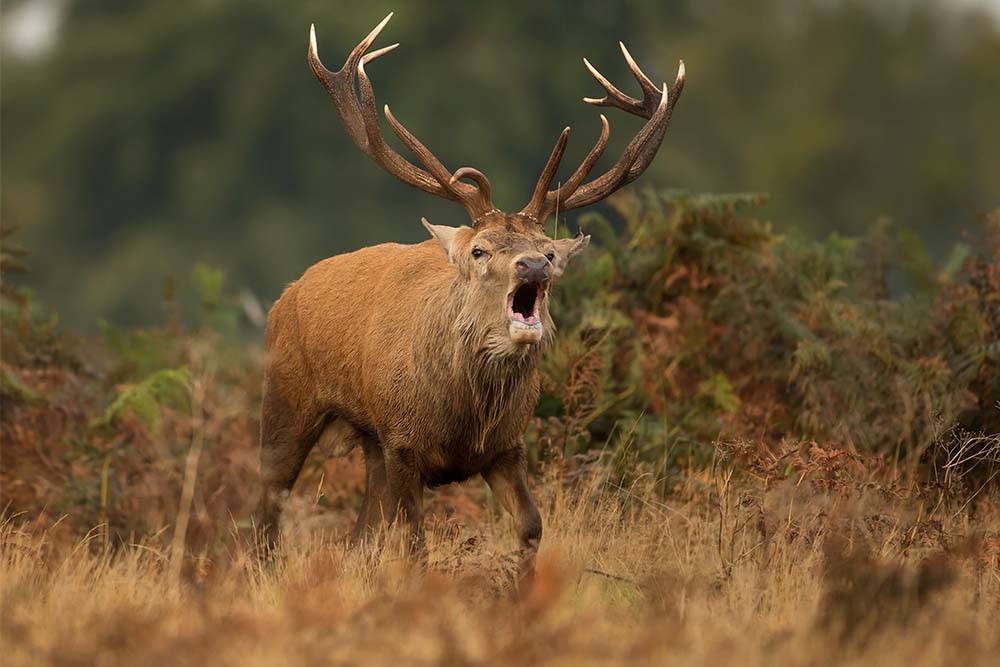 a close up of a deer bellowing