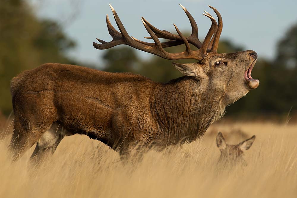 a deer bellowing with a hind