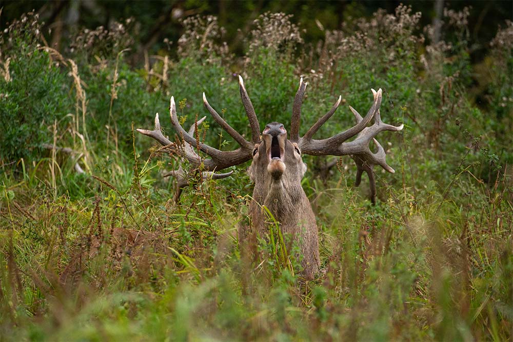a deer bellowing