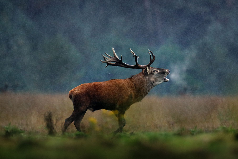 a bellowing deer